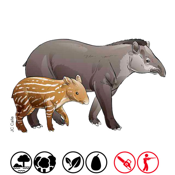 Anta, tapir