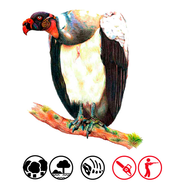 Cóndor de los llanos