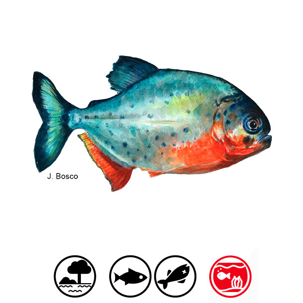 Piraña, palometa