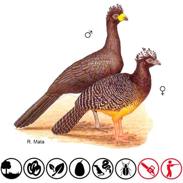 Pava pintada