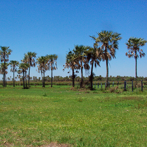 Bibosi