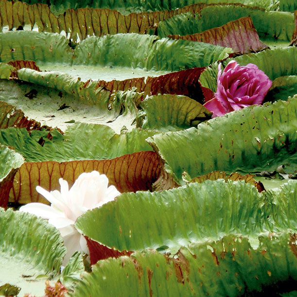 victoria regia